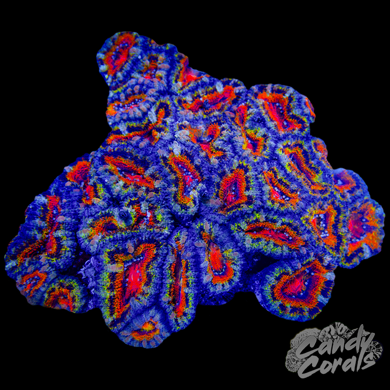 Ultra Acan Lord Colony WYSIWYG 20