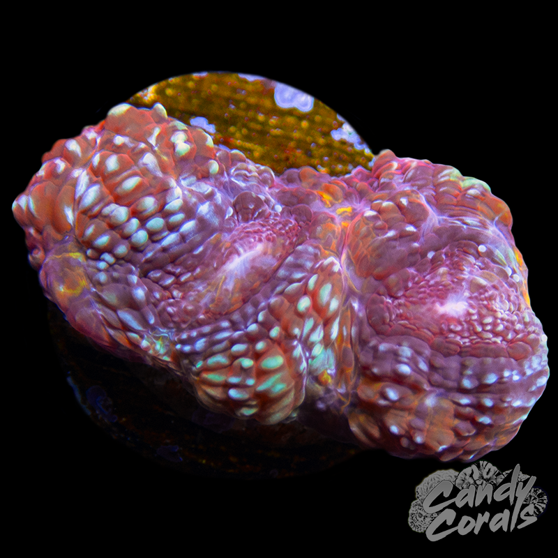Pink Acan and White Acan Bowerbanki Frag