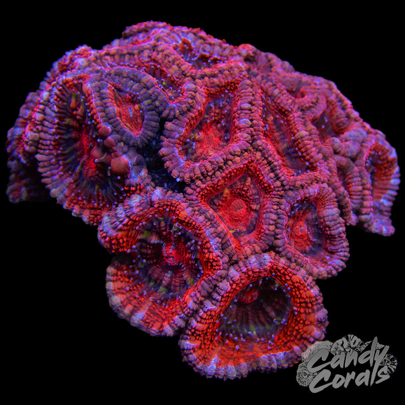 Ultra Acan Lord WYSIWYG 8