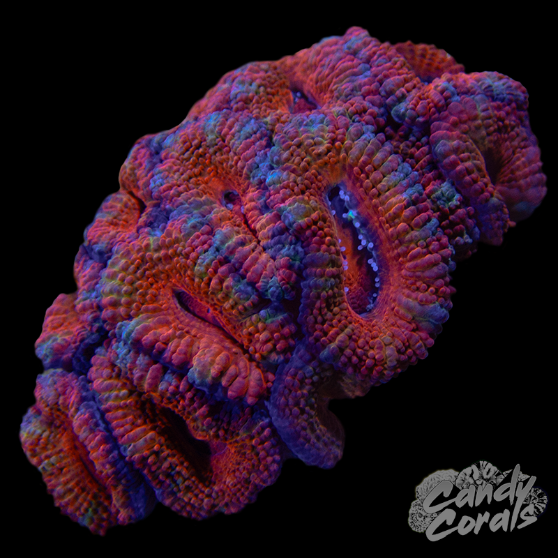 Ultra Acan Lord WYSIWYG 44