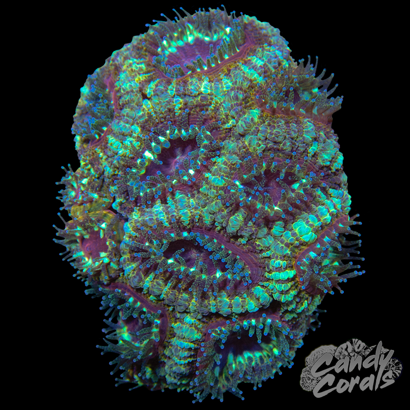 Ultra Acan Lord Colony 15