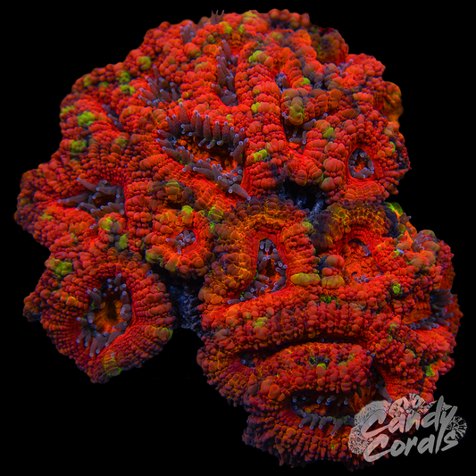 Ultra Acan Lord WYSIWYG 60