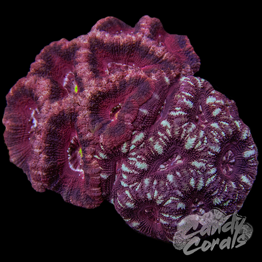 Indo Acan Duo Colony WYSIWYG