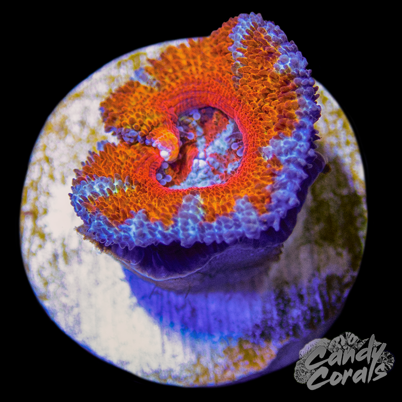 Tiger Tamer Ultra Acan Lord Per Polyp