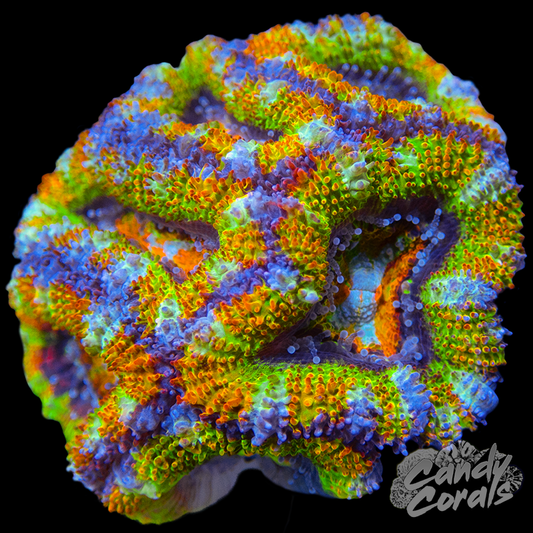 Ultra Acan Lord WYSIWYG 48