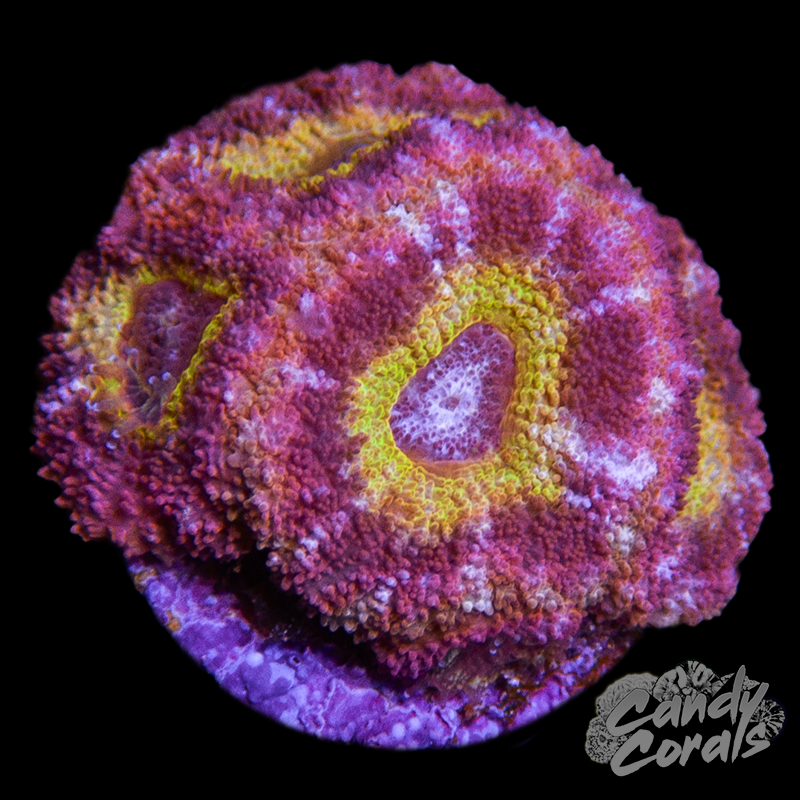 Orange Death Star Zoanthid Per Polyp Z2 – Candy Corals
