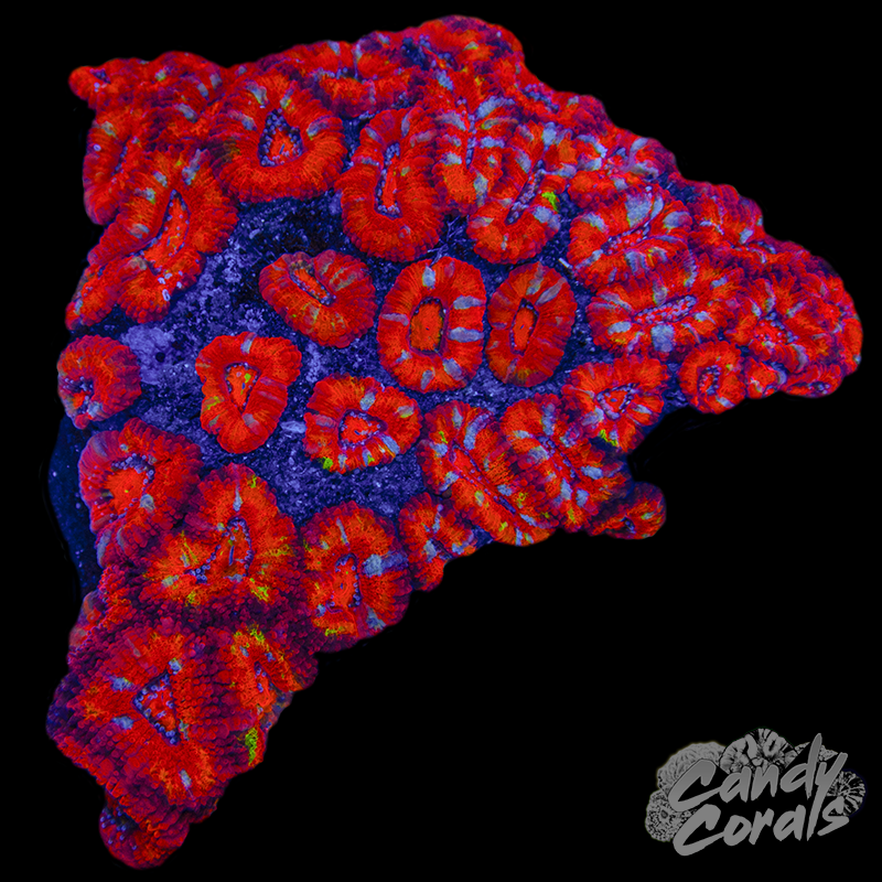 Ultra Acan Lord WYSIWYG 21