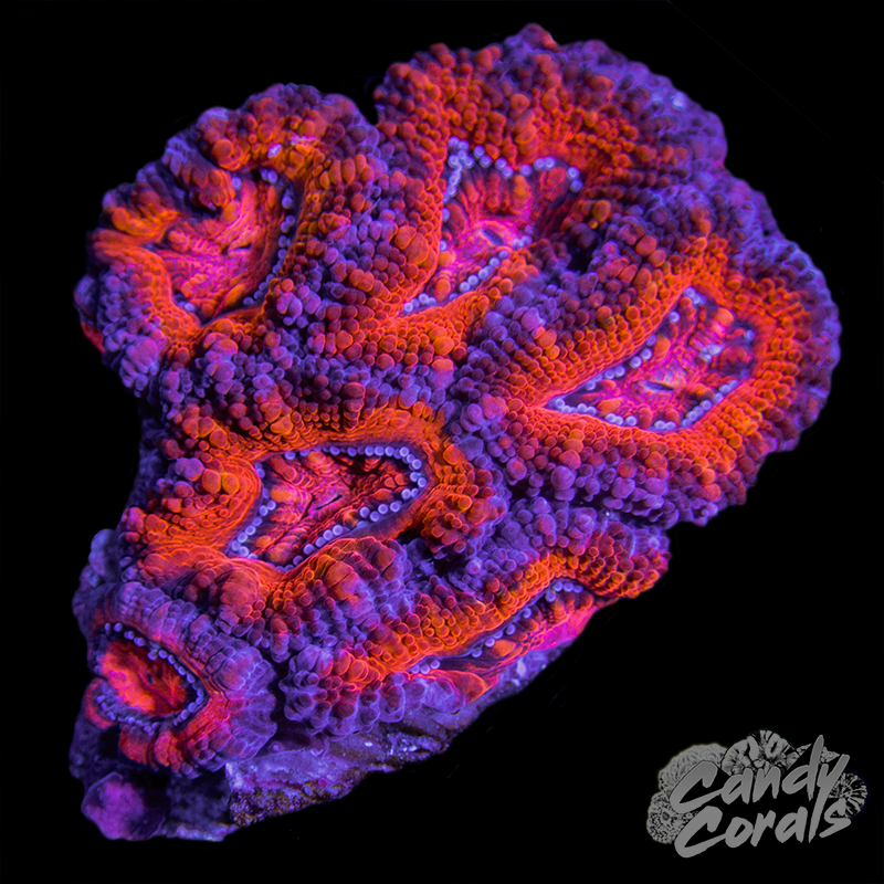 Ultra Acan Lord WYSIWYG 19