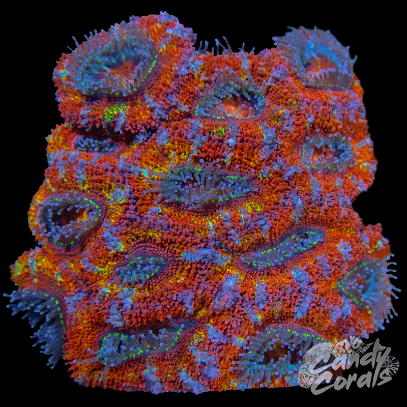 Ultra Acan Lord WYSIWYG 11