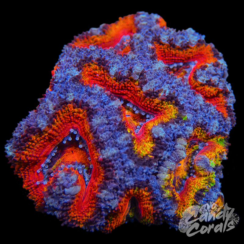 Ultra Acan Lord WYSIWYG 19