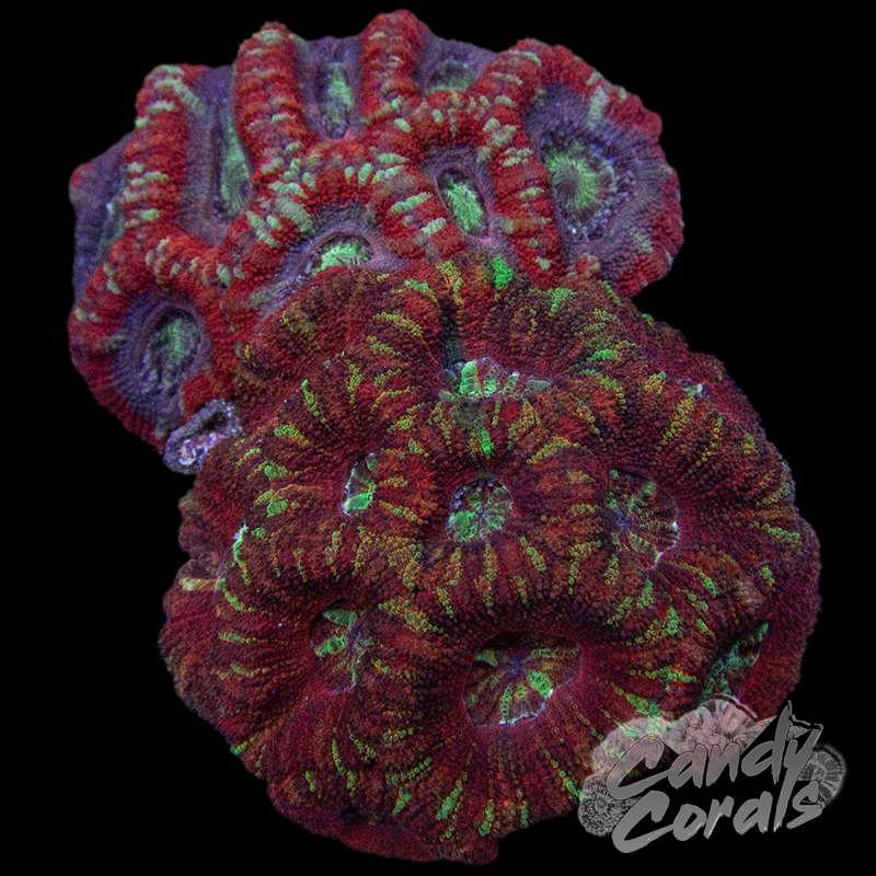 Indo Acan Duo Colony WYSIWYG 2