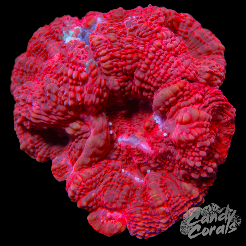 War Paint Acan Bowerbanki WYSIWYG 6