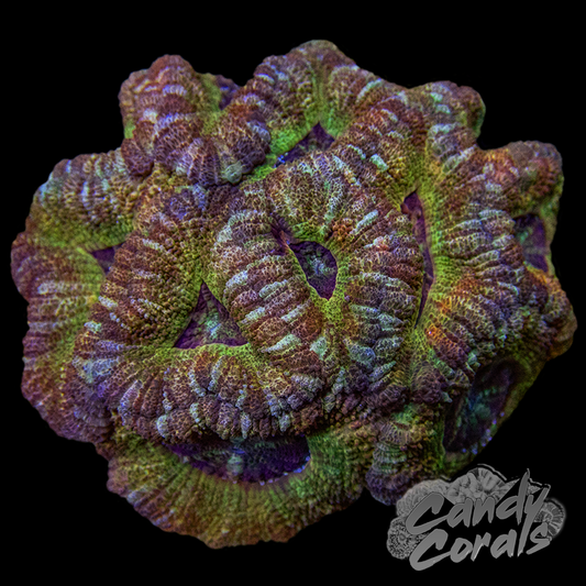 Indo Acan Colony WYSIWYG 12