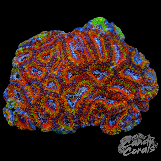 Ultra Acan Lord WYSIWYG 49