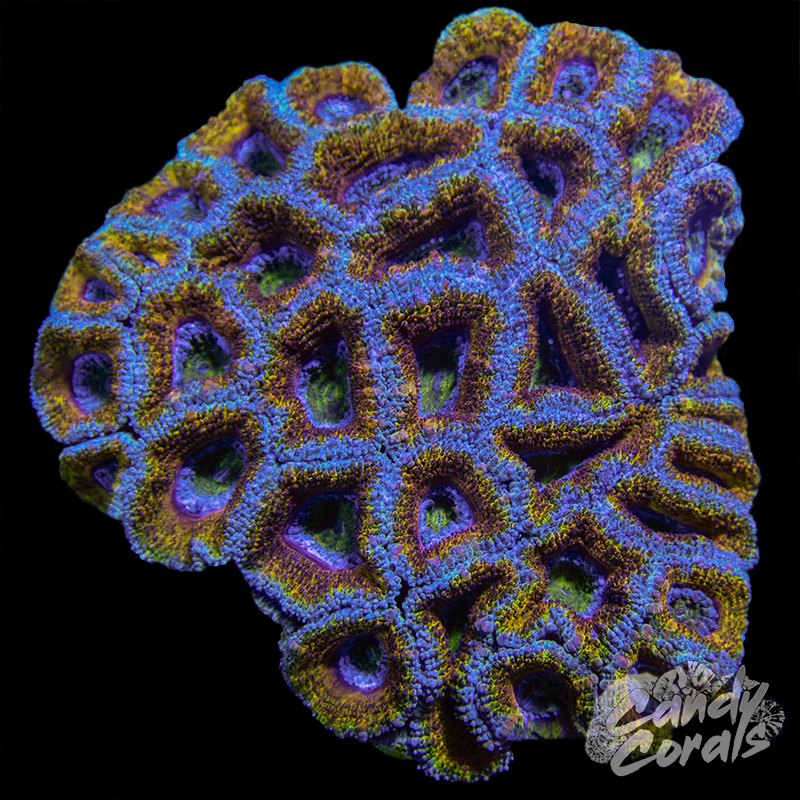Ultra Acan Lord WYSIWYG 11
