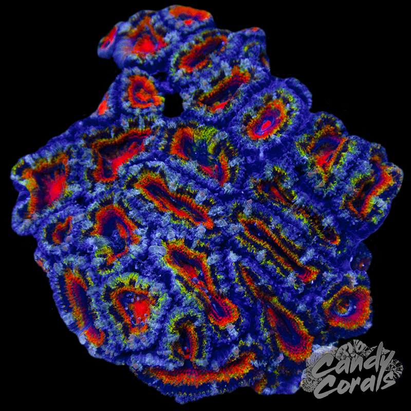 Ultra Acan Lord Colony WYSIWYG 22