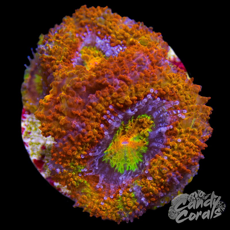 merucarigonta Red Montipora Cap Frag M17 – Candy Corals