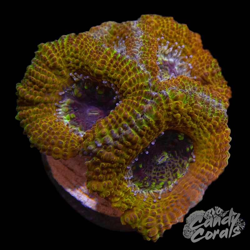 Rainbow Oasis Acan Lord Frag L7