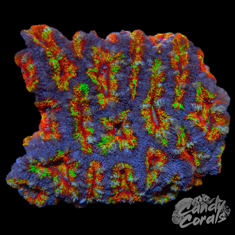 Ultra Acan Lord WYSIWYG 11