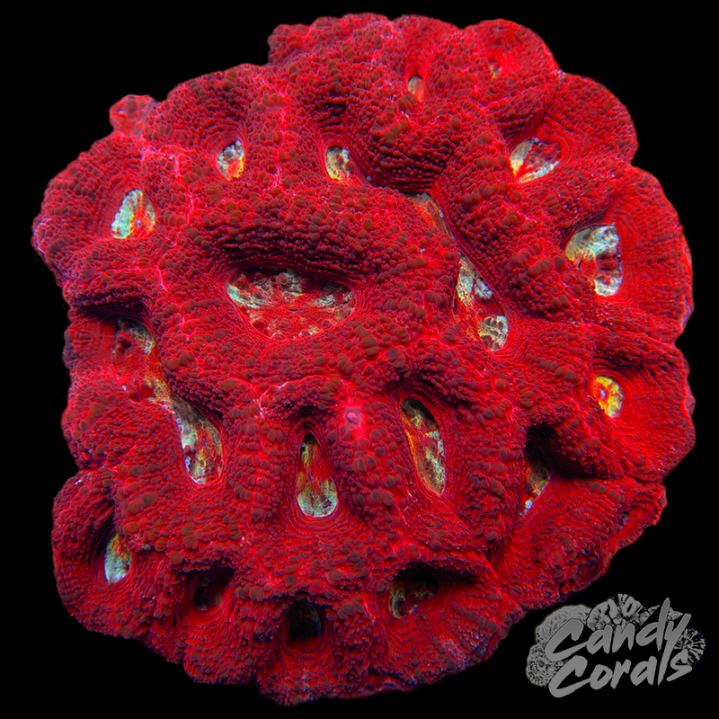 White Center Red Bowerbanki Colony WYSIWYG 35