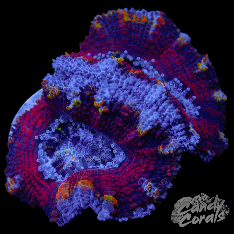 Darkside Acan Lord Frag