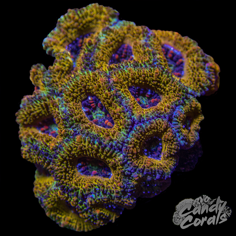 Ultra Acan Lord WYSIWYG 12