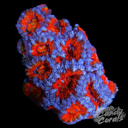 Ultra Acan Lord WYSIWYG 21