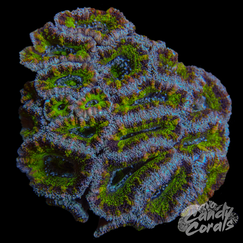 Ultra Acan Lord WYSIWYG 63