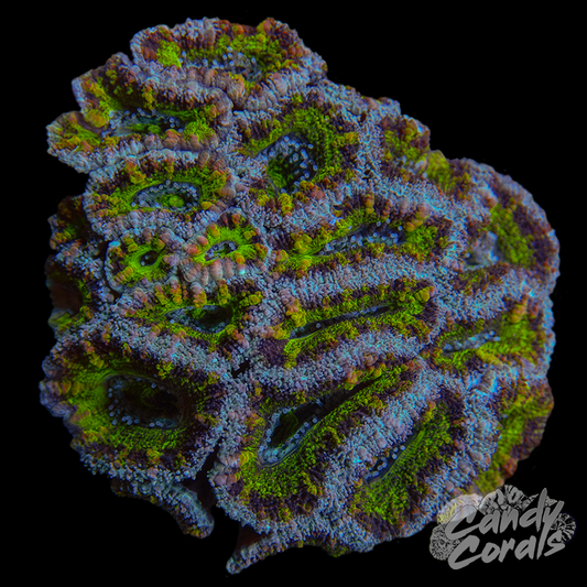 Ultra Acan Lord WYSIWYG 63