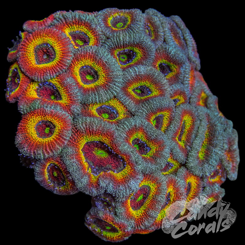 Fool's Grail Acan Micromussa Frag