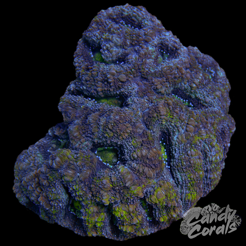 Green and Purple Bowerbanki Colony WYSIWYG 36