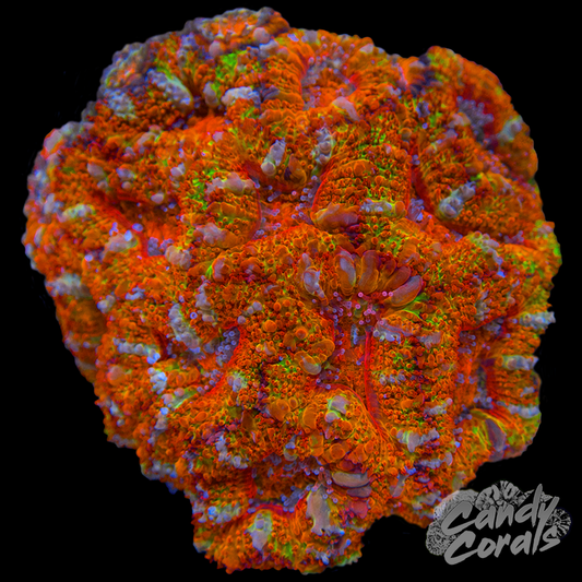 Ultra Acan Lord WYSIWYG 51