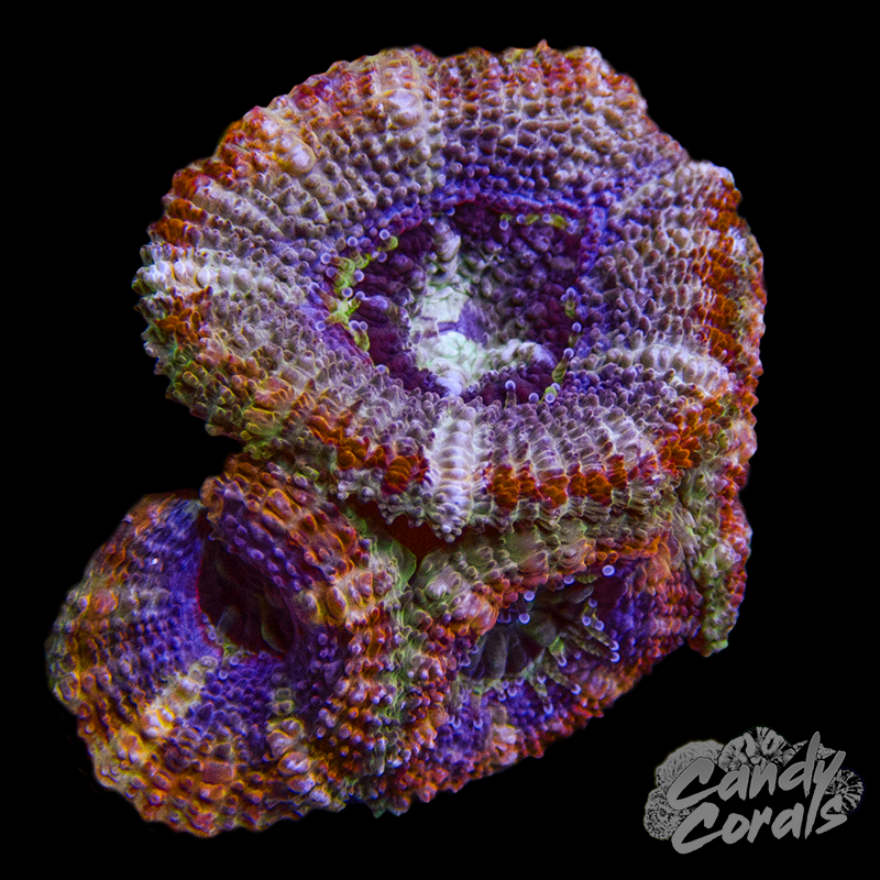 Orange Death Star Zoanthid Per Polyp Z2 – Candy Corals