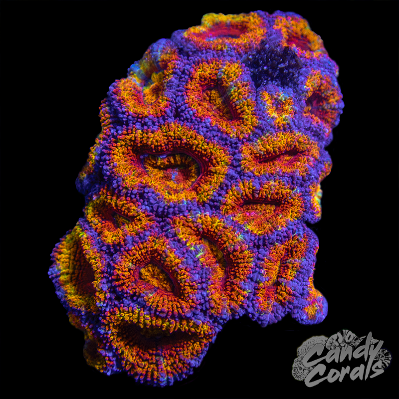 Ultra Acan Lord WYSIWYG 13
