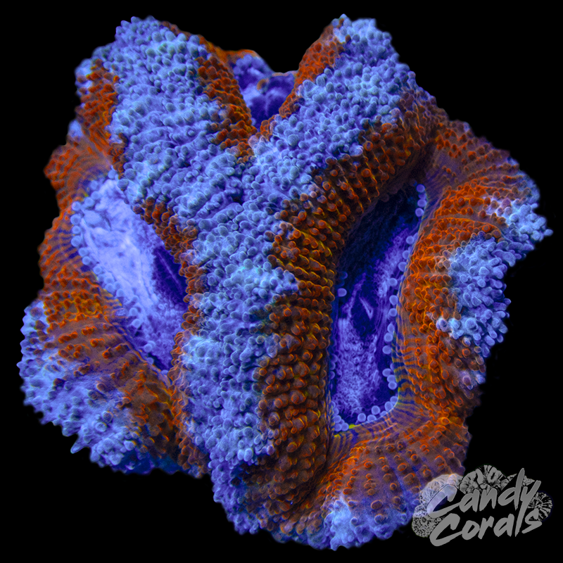Orange Ring Acan Lord Frag