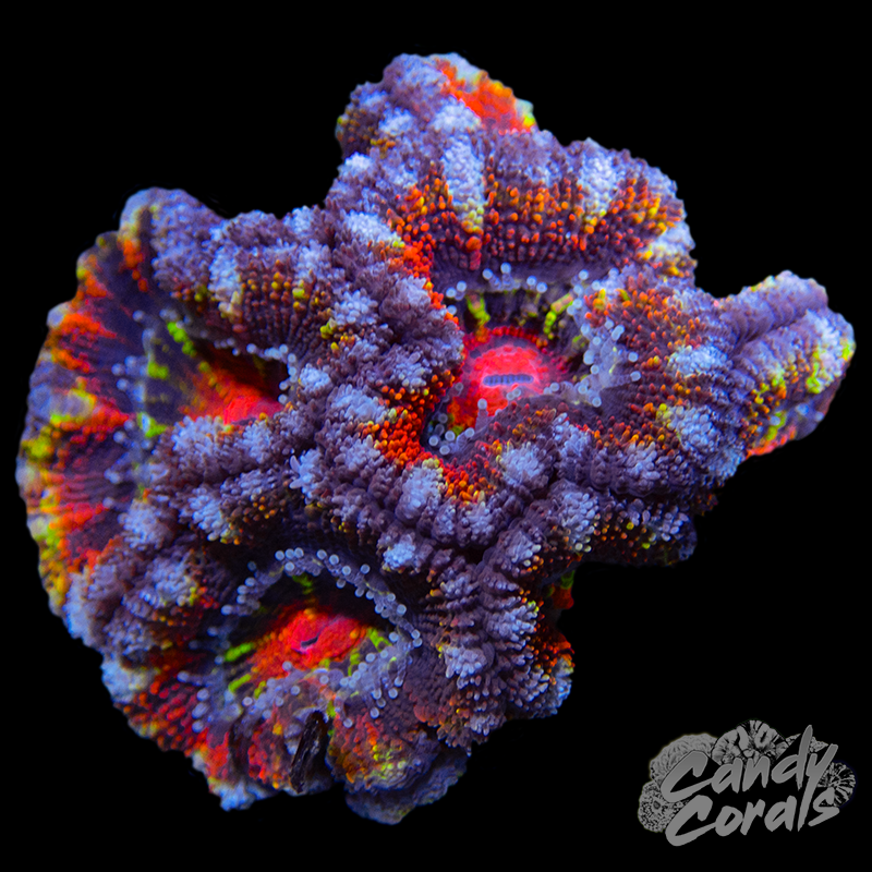 Ultra Acan Lord WYSIWYG 31