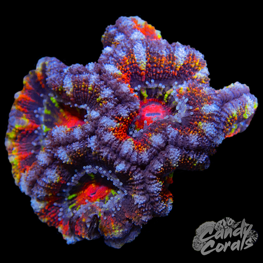 Ultra Acan Lord WYSIWYG 31