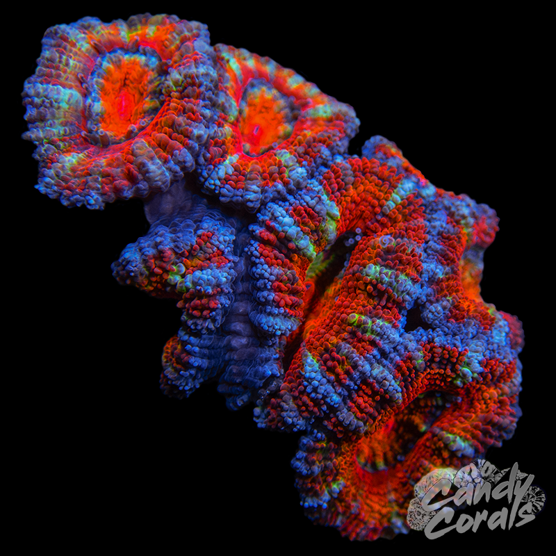 Ultra Acan Lord WYSIWYG 64