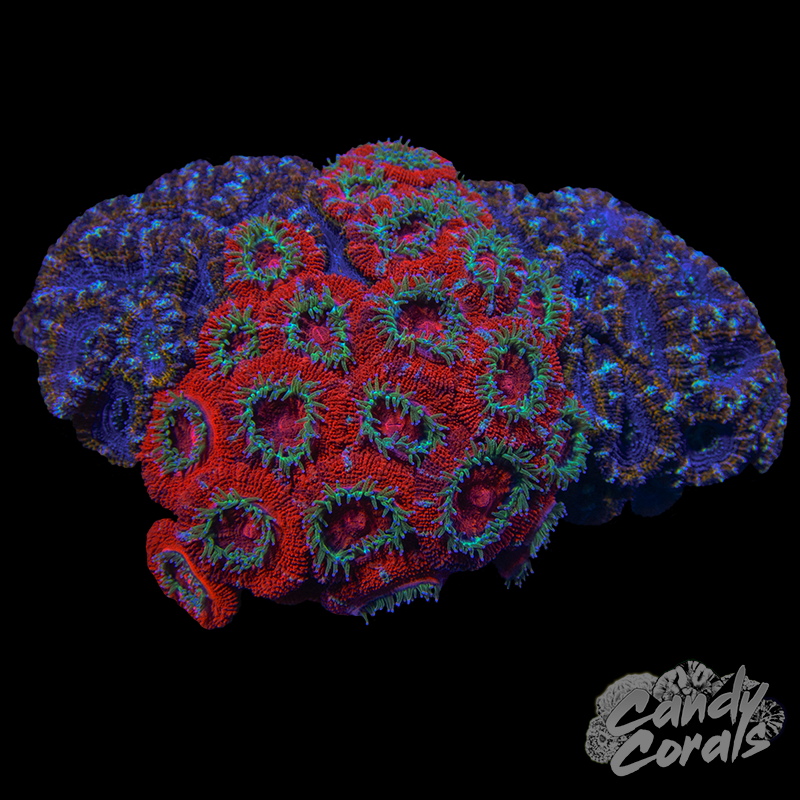 Acan Lord Duo Colony WYSIWYG 49