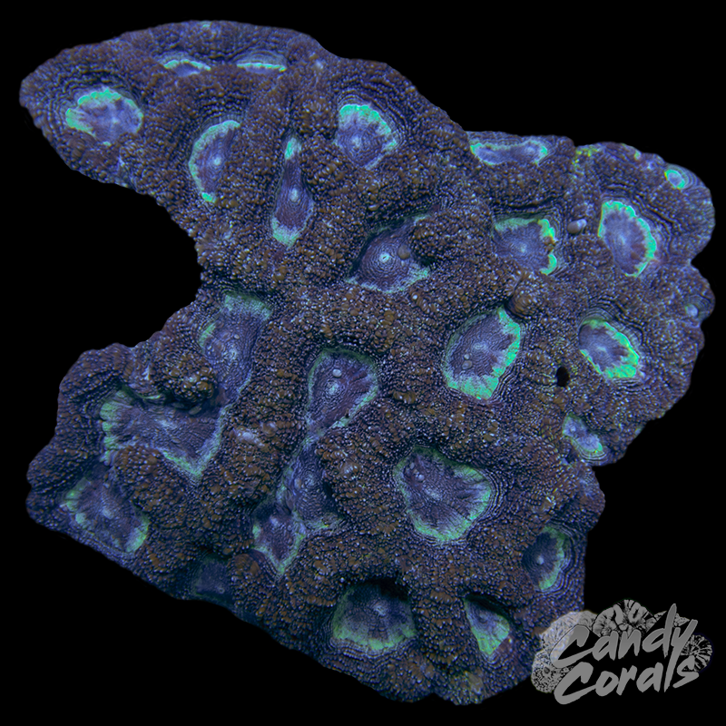 Green and Purple Bowerbanki Colony WYSIWYG 38