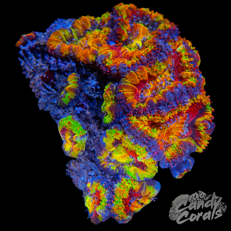 Ultra Acan Lord WYSIWYG 52