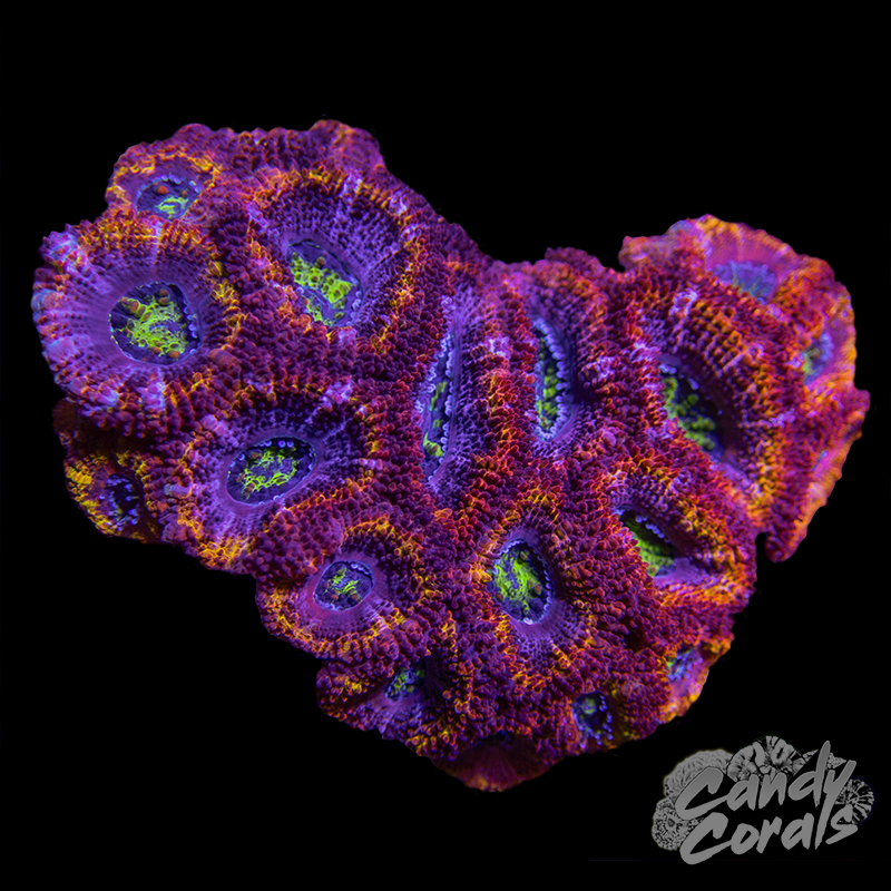 Ultra Acan Lord Small Colony WYSIWYG 14