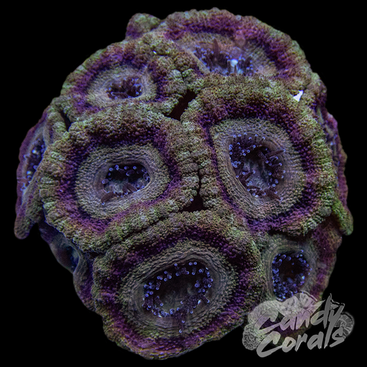 Indo Acan Colony WYSIWYG 15