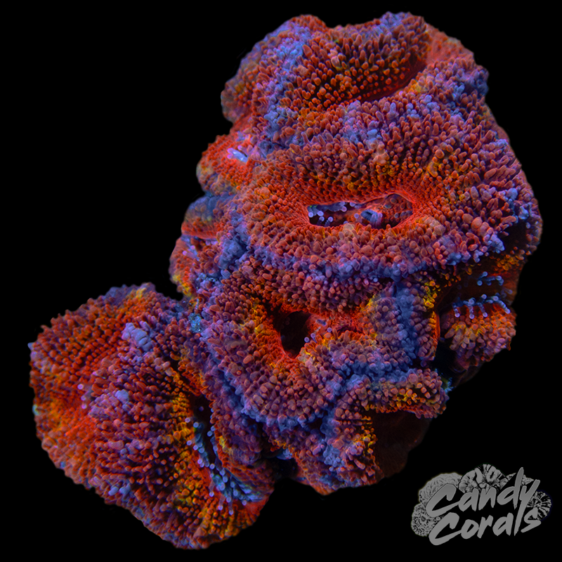 Ultra Acan Lord WYSIWYG 57