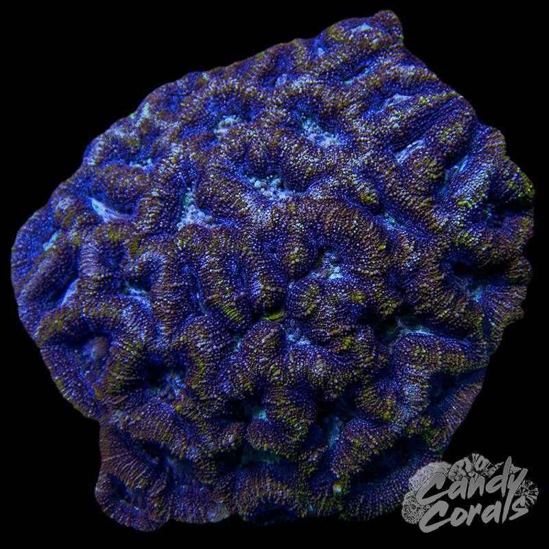 Green and Purple Bowerbanki Colony WYSIWYG 37