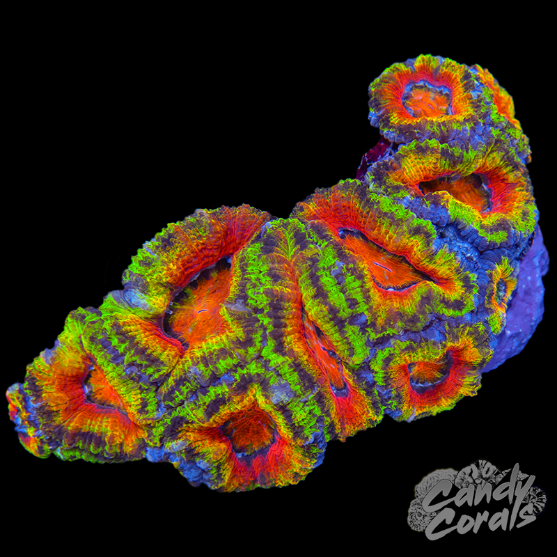 Ultra Acan Lord WYSIWYG 53