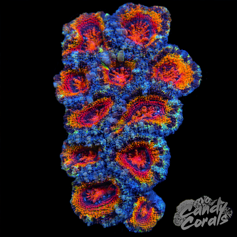 Ultra Acan Lord WYSIWYG 5