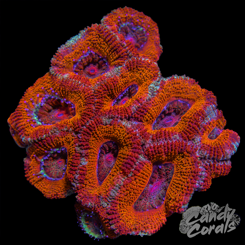 Ultra Acan Lord Small Colony WYSIWYG 15