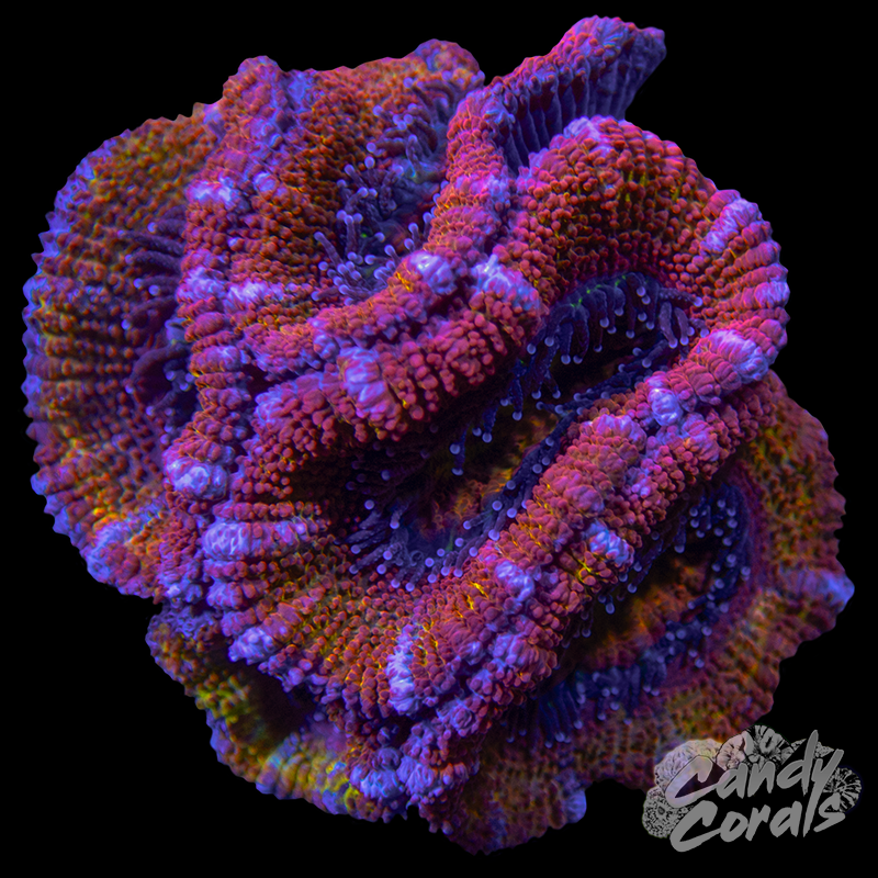 Ultra Acan Lord WYSIWYG 47