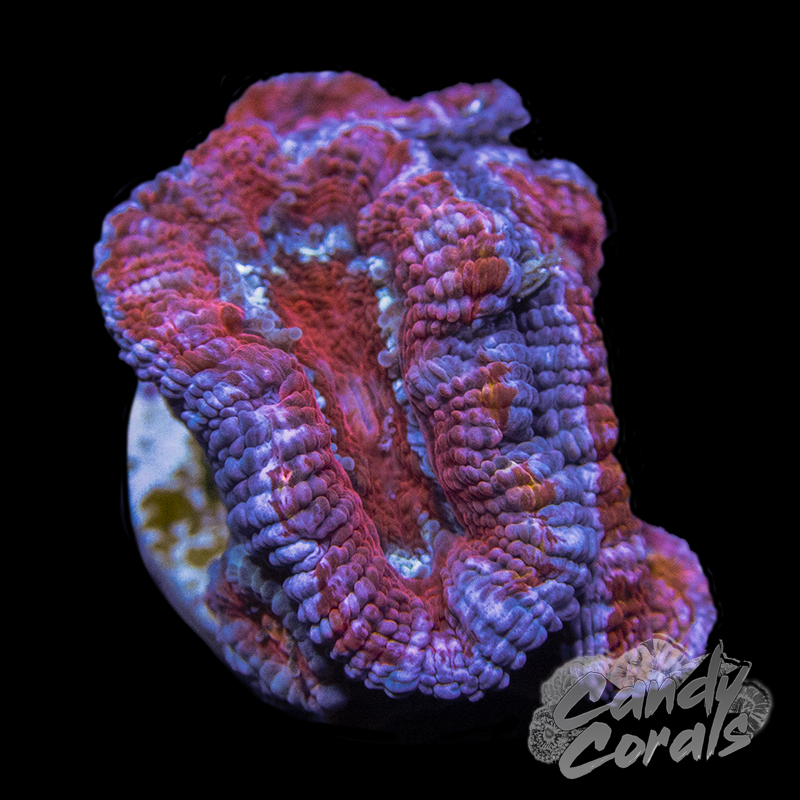 Assorted Single Polyp Ultra Rainbow Acan Lord - Various Patterns/Colours